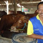 Kelompok Ternak Lembu Suro: Sapi Gemuk Berkat Pakan Fermentasi Buatan Sendiri