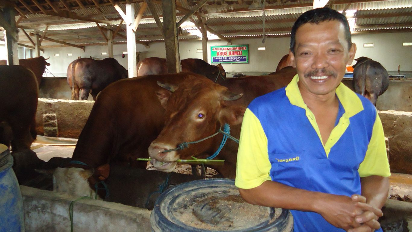 Kelompok Ternak Lembu Suro: Sapi Gemuk Berkat Pakan Fermentasi Buatan Sendiri